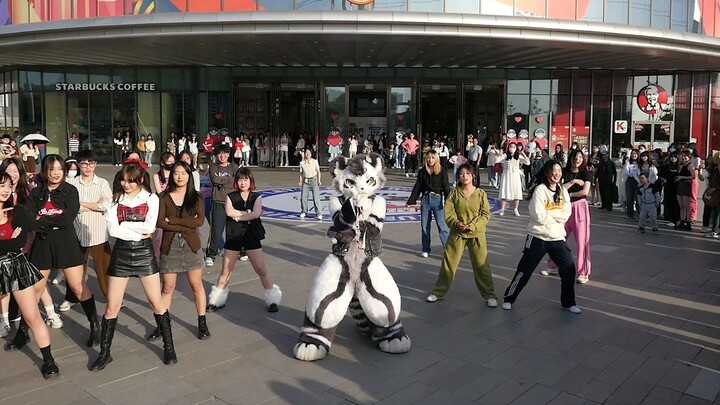 เวอร์ชันสนุกสนานล้วนๆ - การเต้นรำแบบสุ่มของ Gaoyou [รุ่น Silver Carbon] เสือสมองตัวน้อยกำลังมาหา Gao