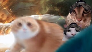 [Cat meme Gu] Ribuan makhluk abadi di sungai terbalik mundur! Cinta tidak sebanding dengan kegigihan