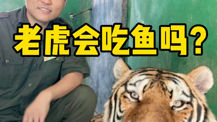 这下谁还分得清老虎和猫啊？