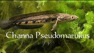 MACAM² IKAN CHANNA DISELURUH DUNIA.. Part 2