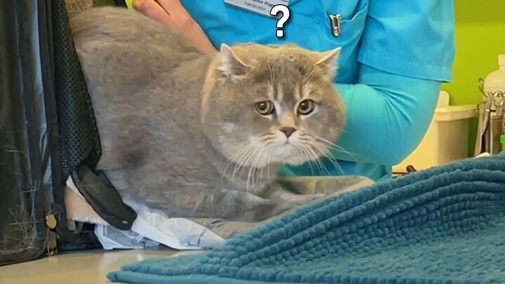 What’s Included in Their Annual $10,000 Checkup? (German Vet’s Tip: A Simple Self-Test for Hypertrop