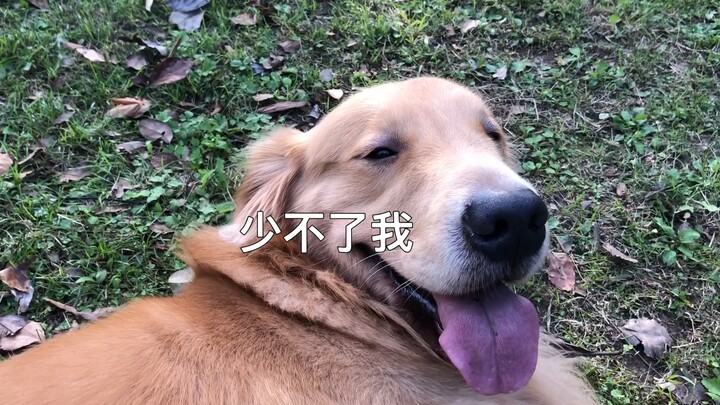 Hôm nay dẫn ông chủ đi công viên chơi, mà chăm ông ấy khó quá.