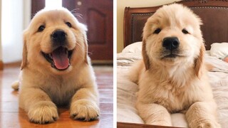 Funny and Cute Golden Retriever Puppy Moments Compilation| Cute Puppies