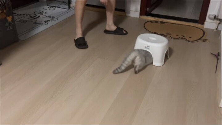 Pernah lihat kepiting ermit, baru kali ini lihat kucing ermit!