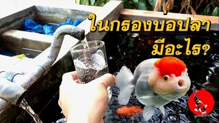 ในกรองบ่อปลาบ้านๆ มีอะไร? ความรู้ระบบกรองบ่อปลาทอง ปลาคาร์พ มือใหม่ Pond Filter System. l คุณพ่อคราฟ