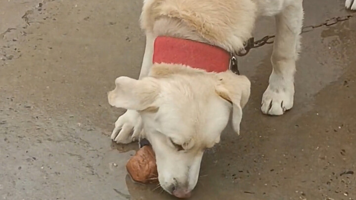 小狗知道你害怕，所以它咬住石头