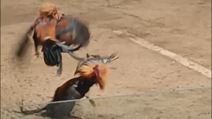 330,000 parada Running for champions 6 stag derby sa Taytay Arena Taytay Rizal