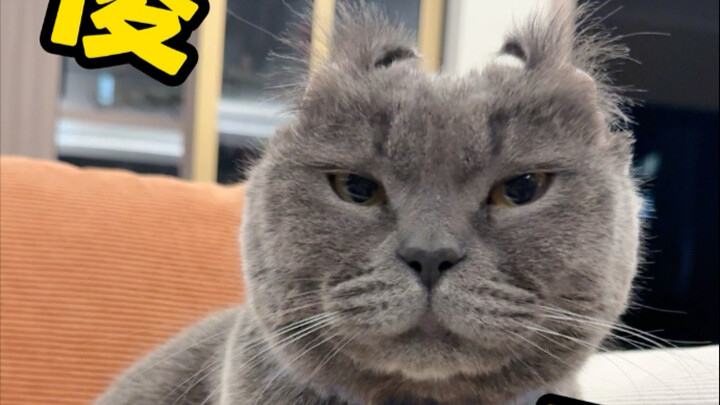 سمعت أنك إذا قلبت أذني القط، فالذي لا يستطيع قلبهما هو الأحمق؟