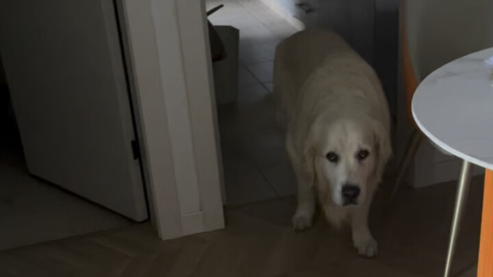 In the afternoon, while I was sleeping in my room, the dog thought I had gone out.