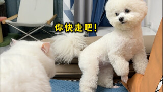 原来猫和老鼠是假的，狗是怕猫的