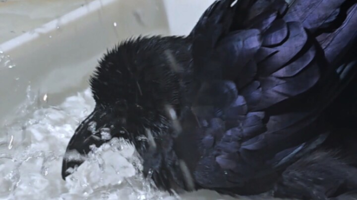 Mr. Crow, the Clean Freak