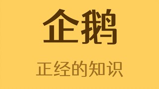 Chú chim cánh cụt được ban tặng tước vị quý tộc!