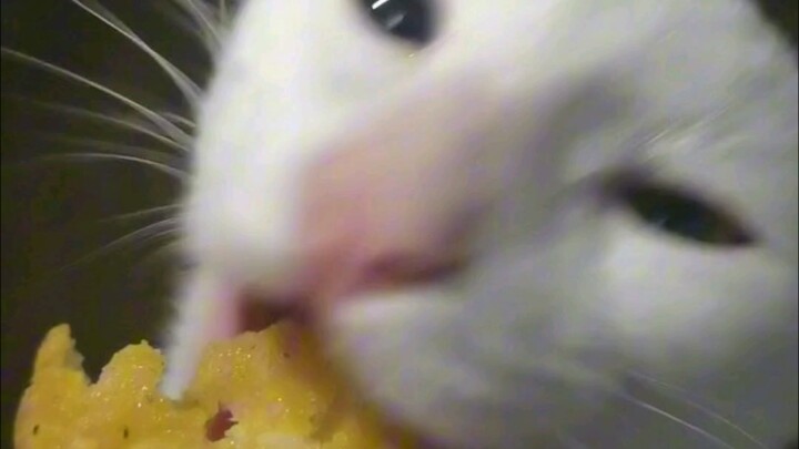 Chicken nuggets — the cat’s completely smitten!