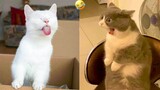 Funny Animals   Funny CatsDogs   Part 13  Foolish Pet