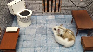 Hamster escapes the awesome maze for Pets in real life  in Hamster stories Part 3