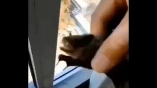What happens if people in Henan catch bats?