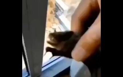 What happens if people in Henan catch bats?