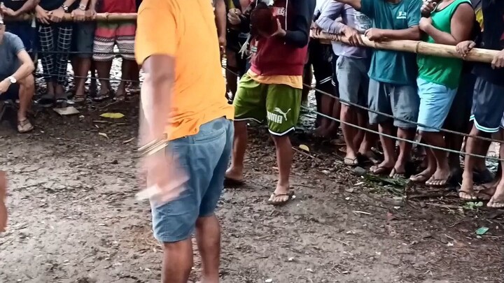 panalo pero baldado...   #fiesta sa brgy..#late uploadmarch2023          #mmgamefowl