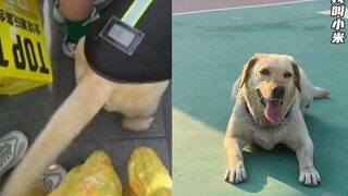 女生被警犬尾巴扇腿，警方让“涉事”警犬录道歉视频，网友笑翻了