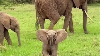 It turns out that baby elephants are just as naughty as human cubs and use their trunks as toys.