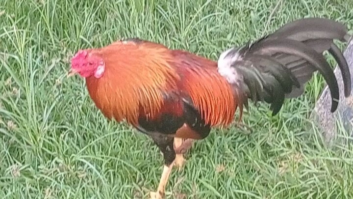 early bird sweater line breed.