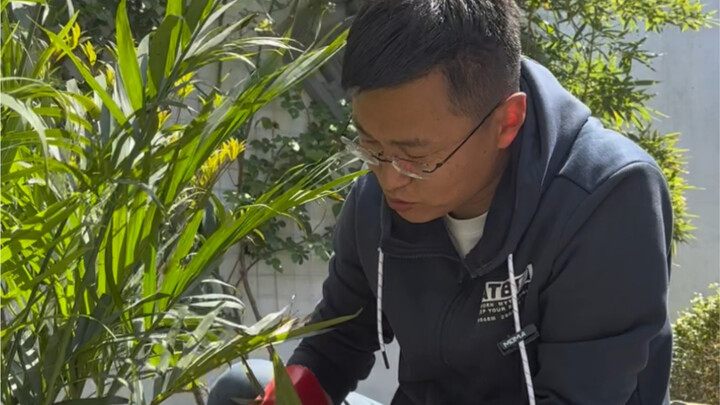 Back when we were planting these bamboo, so many friends left comments urging Brother Gang to procee