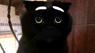 If a black cat grew a pair of striking eyebrows, which one would you prefer?