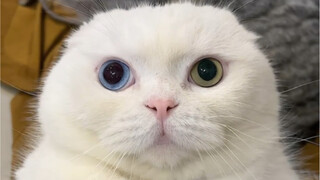 How can I turn my cat into a steamed bun instantly?