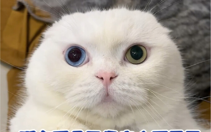 How can I turn my cat into a steamed bun instantly?