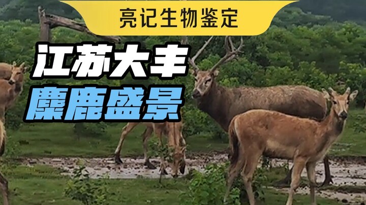 Inilah wujud sebenarnya dari lahan basah pesisir Jiangsu dan Zhejiang