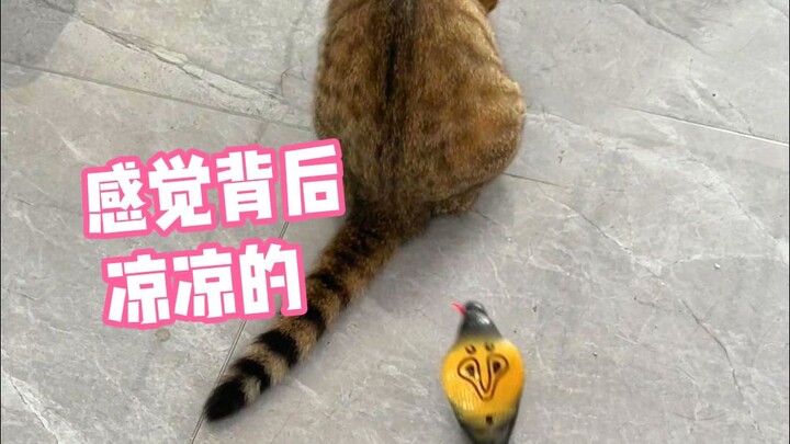 When I secretly slipped a toy snake behind the cat...