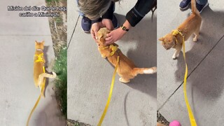 The Daily Tasks of Socially Confident Orange Cat