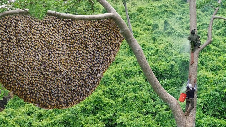 Công việc lấy mật ong nguy hiểm nhất thế giới.