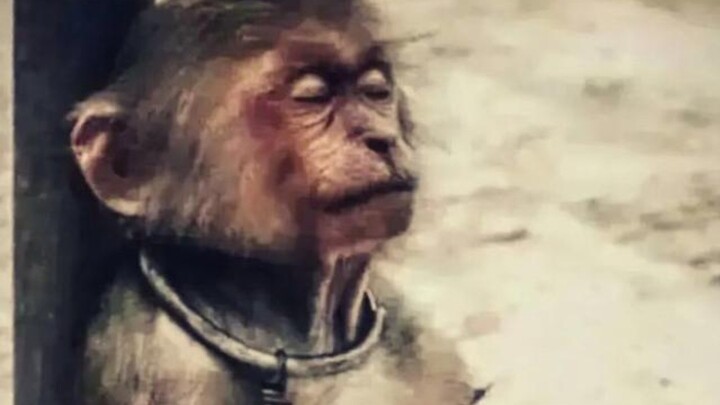 This “middle-aged monkey” wearing chains leans against a pillar for a brief rest during halftime, lo