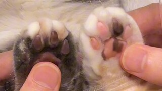 Is there a cat? Go and give it a pinch.