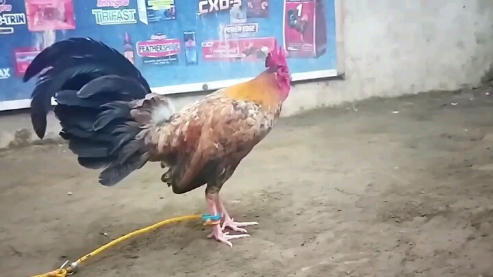 for intertainment purposes only       credits to the owner of this video