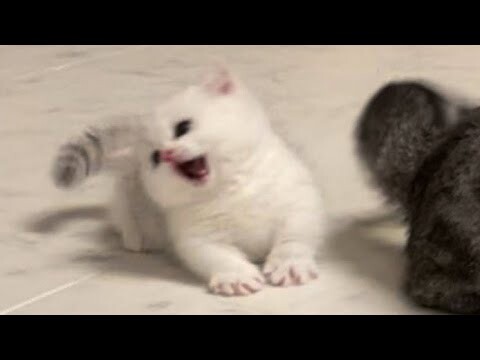 😂 Funniest Cats and Dogs Videos 😺🐶 || 🥰😹 Hilarious Animal Compilation №139