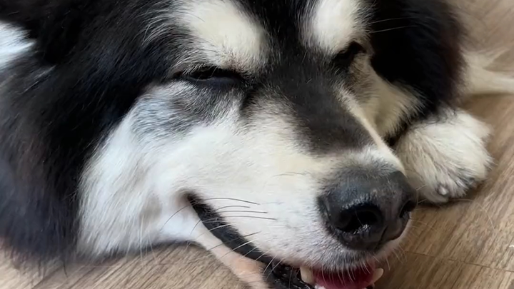 One video reveals who really does more parenting when it comes to raising the dog: Mom or Dad?