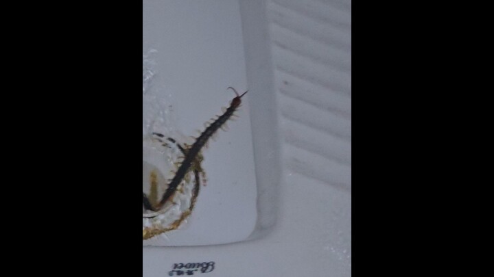 A Shocking Look at Southern Centipedes for Our Northern Friends