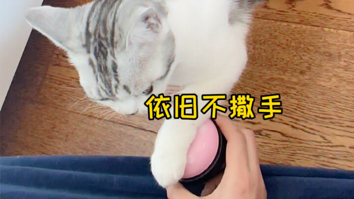 Teaching my cat to ring the bell—by the end, I was left dumbfounded?!