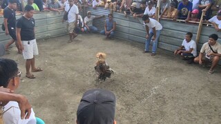 sabong
