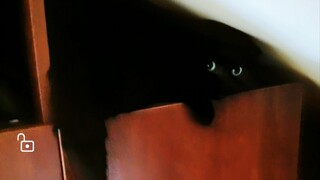 猫猫真是长记性的动物啊！