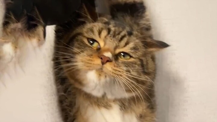 A three-jin kitten, a five-jin rebel!