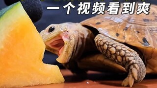 Little turtle's everyday eating routine: trying yellow watermelon for the first time—and once it tas