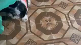 Boggy lexie kainamang kulit 😂