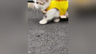 Chiện ngừi bà hâm và đứa cháu tội nghiệp 😂😂😂 mèo cat