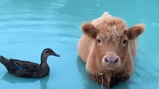Yaya and Niu Niu are best friends. They swim together and go home together every day.
