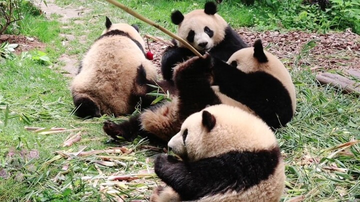 【Giant Panda】Grandpa Tan’s fishing rod for cats was snatched away, so he had to chop down bamboo on 