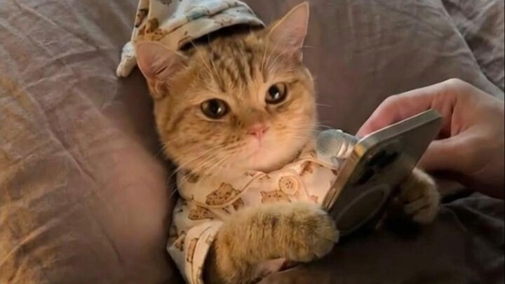 Why do kittens sleep in the morning?