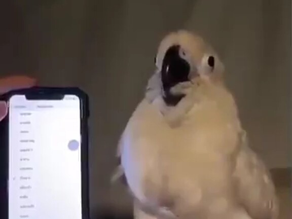 تم تثبيت دياو يينغ